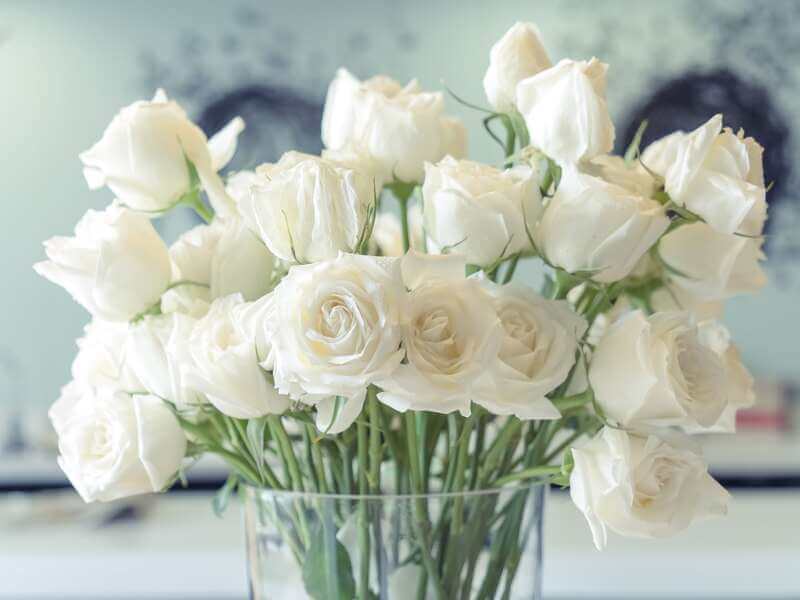 【プロポーズに贈る白いバラ】こんな人は白いバラがおすすめ！